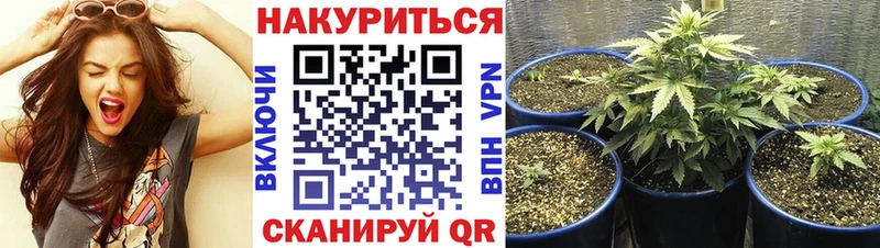МАРИХУАНА сатива  Володарск 